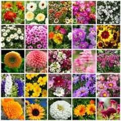 Only For Organic 50g 25 Varieties Flower Seeds for Home Gardening, OFOFLR25