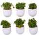 Blume Bubble 7.5 inch Plastic White Hanging Planter, BBM-WT-6 (Pack of 6)