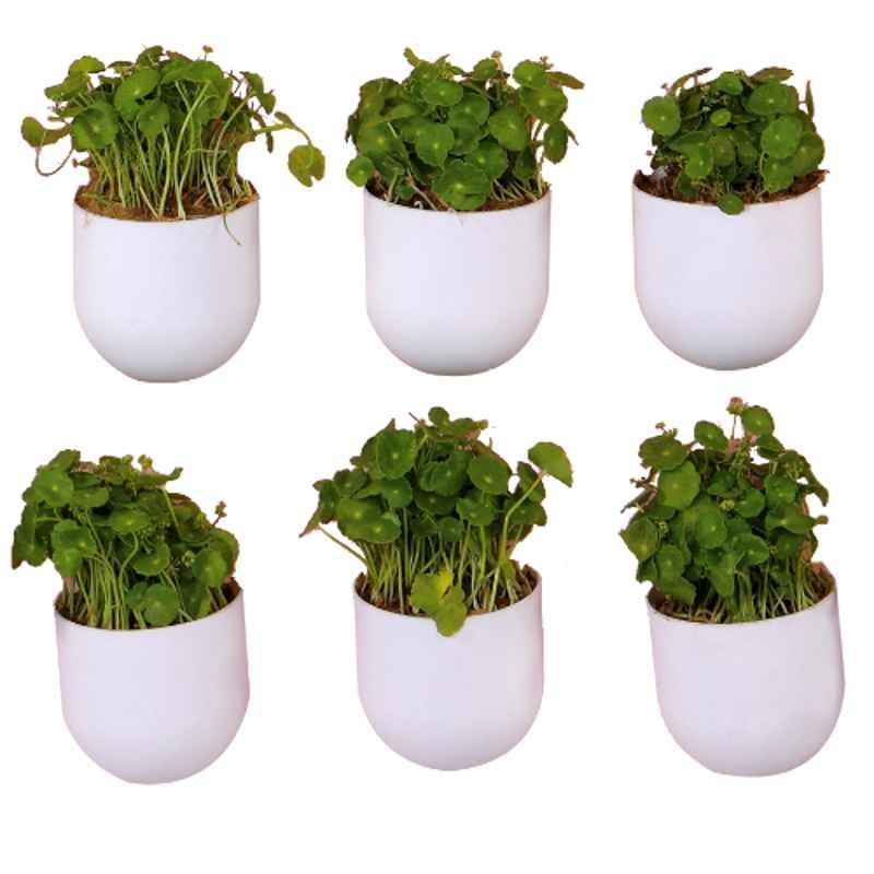 Blume Bubble 7.5 inch Plastic White Hanging Planter, BBM-WT-6 (Pack of 6)