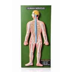 Harrison Enterprises Plastic & Metal Human Nervous System Model on Board with with 53 Labels