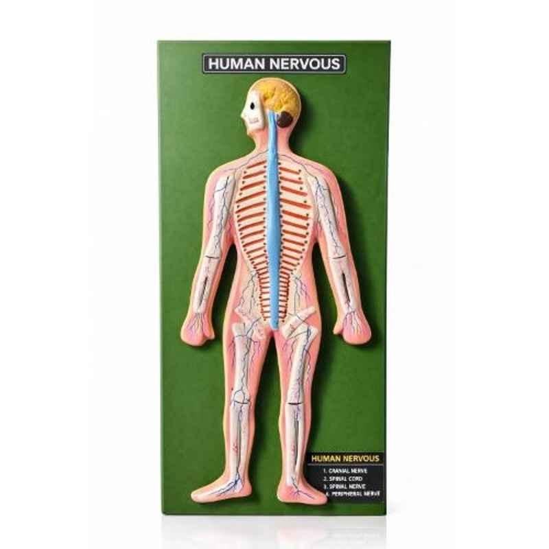Harrison Enterprises Plastic & Metal Human Nervous System Model on Board with with 53 Labels