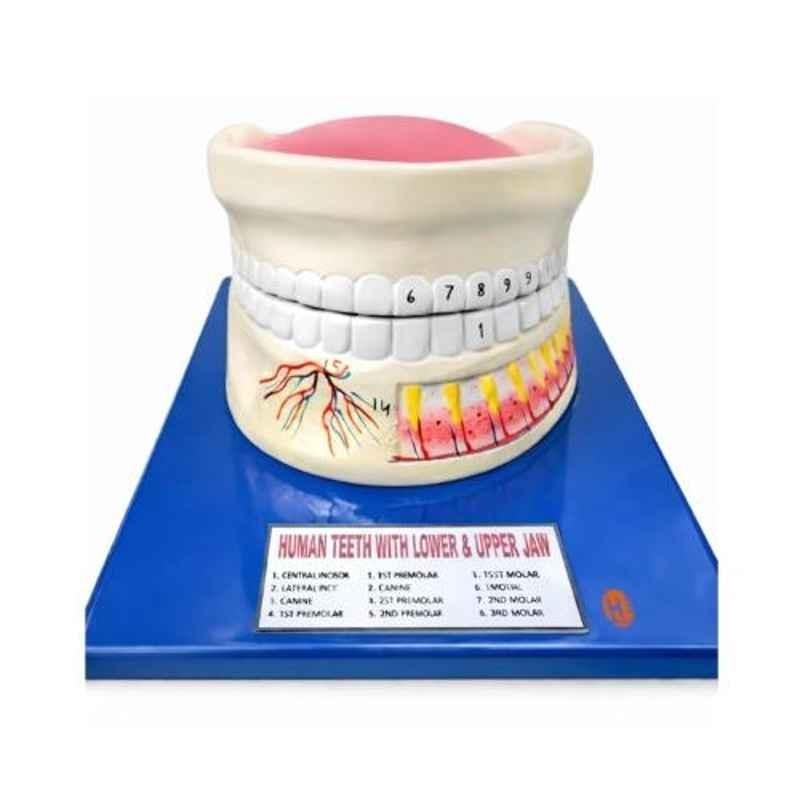 Harrison Enterprises Large Size Plastic & Metal Dental Oral Cavity Teaching Model