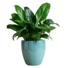 Ugaoo Large Ceramic Aqua Square Immortal Nights Planter, NUCP1256