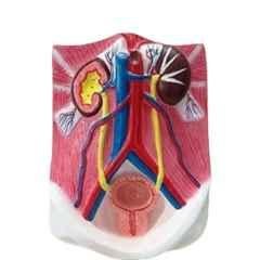 BNR Exports Wooden Base Urinary System Model, BNRMG3