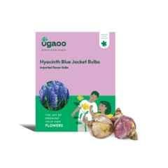 Ugaoo 100g Flower Hyacinth Blue Jacket Bulbs, NUFBO048
