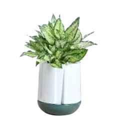 Ugaoo Ceramic White & Dark Green Moonlight Drama Planter, NUCP1299