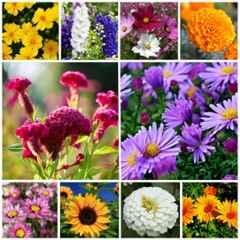 Only For Organic 50g 10 Varieties Flower Seeds, OFO_FLR0010