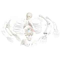 BEXCO Plastic Dis-Articulated Human Anatomical