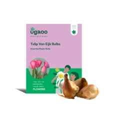 Ugaoo 100g Flower Tulip Van Eijk Bulbs, NUFBO047