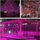 Ever Forever 10m Pink LED Pixel String, PKPIXSTRG10M1PC