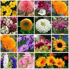 Only For Organic 50g 15 Varieties Flower Seeds for Home Gardening, OFOFLR15