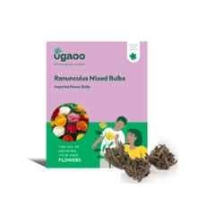 Ugaoo 100g Flower Ranunculus Mixed Bulbs, NUFBO064
