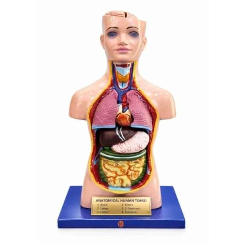 Harrison Enterprises Plastic 3D Human Torso Anatomy Model