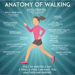 Color World Express Vinyl Self Adhesive Anatomy of Walking 300 GSM Signage Sticker with Both Side Laminated