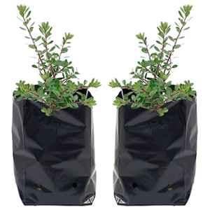 Singhal 8x9 inch Polypropylene Black Round Grow Bag for Home Garden & Nursery (Pack of 50)
