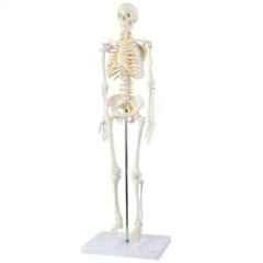 Harrison Enterprises 150cm Plastic Human Skeleton Model