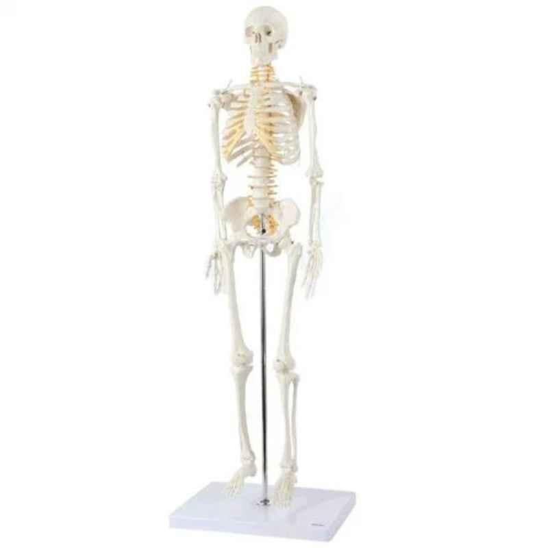 Harrison Enterprises 150cm Plastic Human Skeleton Model