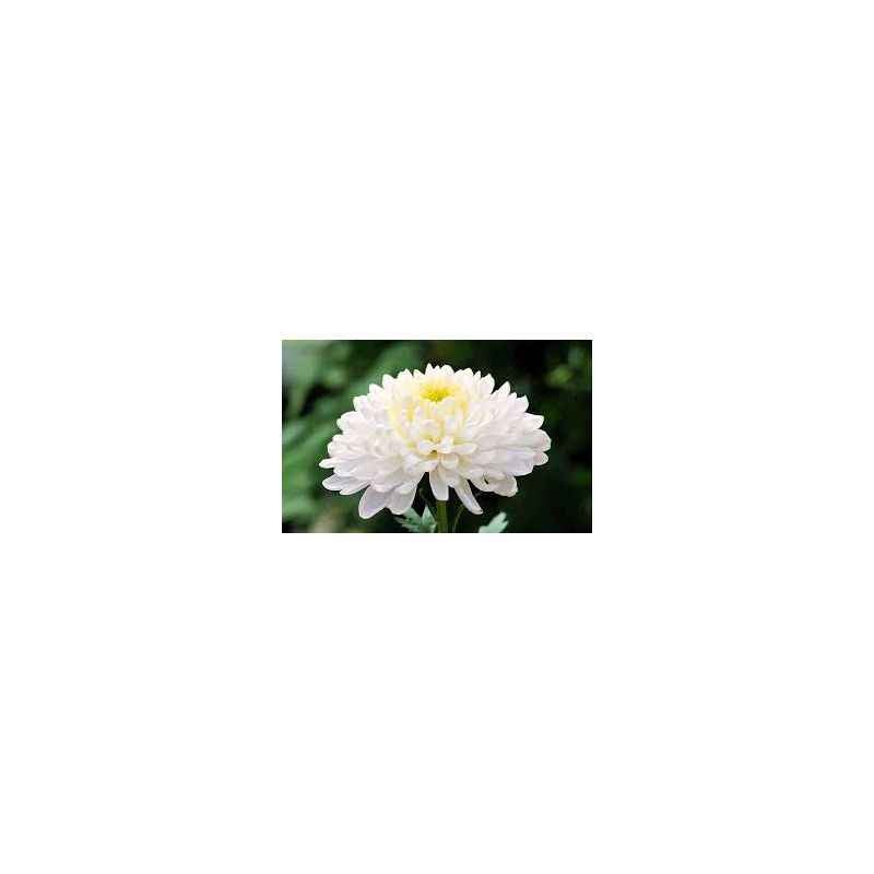 Buy Garden Aids Chrysanthemum Seeds Online At Best Price on Moglix