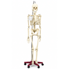 WKM 5.6ft Articulated Human Skeleton Model