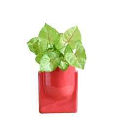 Ugaoo Ceramic Red Lilac Stories Bowl Planter, NUCP0871