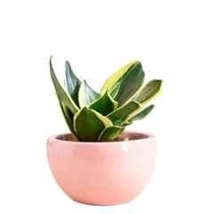 Ugaoo Extra Small Ceramic Light Pink Tulip Fantasy Planter, NUCP0875