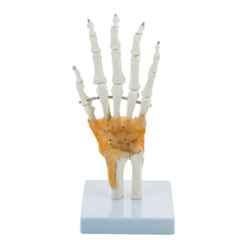 BEXCO Articulated Anatomical Human Hand & Wrist Skeleton with Flexible Ligaments