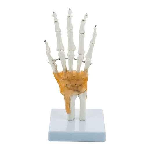 Buy BEXCO Articulated Anatomical Human Hand & Wrist Skeleton with ...