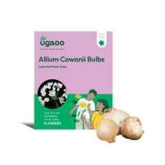 Ugaoo 100g Flower Allium Cowanii Bulbs, NUFBO016