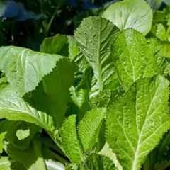 Only For Organic 50g Musturd Seeds for Agriculture