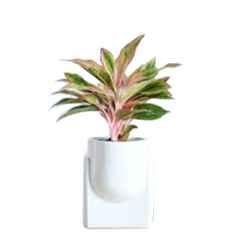 Ugaoo Large Ceramic White Blushing Sun Planter, NUCP1185