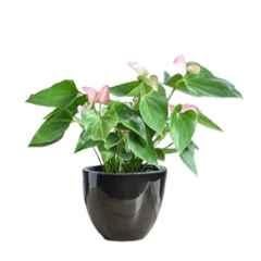Ugaoo Ceramic Black Untold Stories Planter, NUCP1275