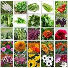 Only For Organic 50g Flower & Vegetable Mixed Seeds, OFOMXVF25 (Pack of 25)