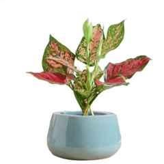 Ugaoo Ceramic Light Red Tulip Fantasy Bowl Planter, NUCP0938