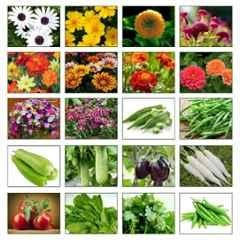 Only For Organic 50g Flower & Vegetable Mixed Seeds, OFOMXVF20 (Pack of 20)