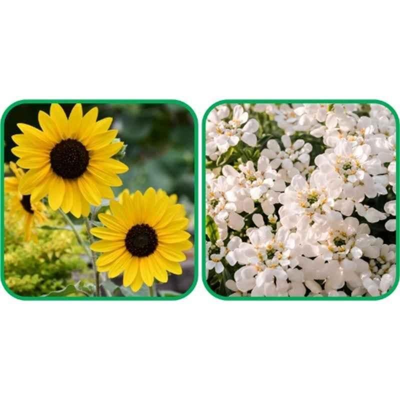 Aero Seeds 50 Pcs Mix Colour Candytuft & 50 Pcs Sunflower Tall Flower Seeds Combo
