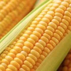 Only For Organic 50g Sweetcorn Seeds