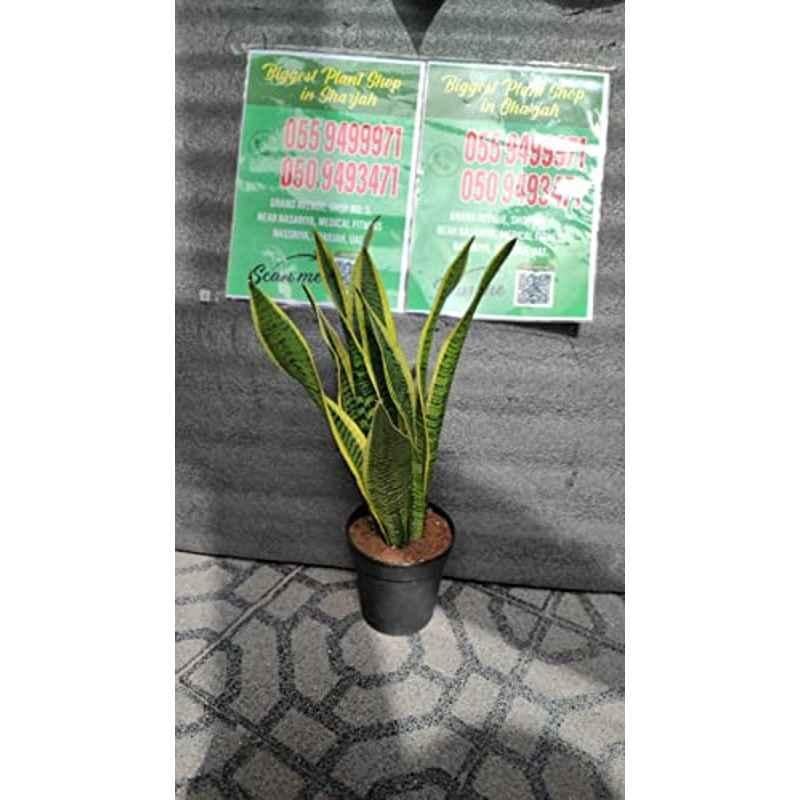 Healthy Live Snake Plant