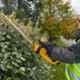 Dewalt 18V Hedge Trimmer, DCM563P1-GB