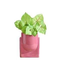 Ugaoo Small Ceramic Pink Cats are Gods Planter, NUCP1326