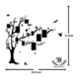 Kayra Decor 100x70 inch PVC Family Tree Wall Design Stencil, KHSNT377