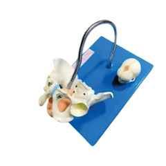 Artsy PVC Birth Demonstration Model with Pelvis & Foetal Skull, 25-AKTV-PPLT