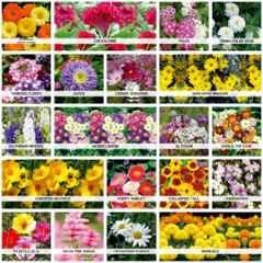 Only For Organic 50g 20 Varieties Flower Seeds, OFO_FLR0020