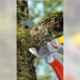Wolf Garten Alu Professional 25mm Anvil Secateurs, RS 5000