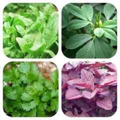 Only For Organic 50g Coriander, Fenugreek, Red Spinach & Spinach Seeds Set