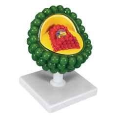 Artsy PVC HIV Virus Anatomy Model with Keycard, 6B-YQ0F-5DZW