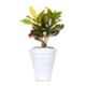 Blume Colosseum 10 inch White Stone Plastic Flower Pot