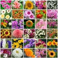 Only For Organic 50g 30 Varieties Flower Seeds for Home Gardening, OFOFLR30