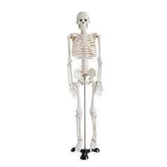 WKM 45cm PVC Skeleton Model for Anatomy Study