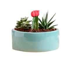 Ugaoo Large Ceramic Immortal Nights Square Carton Planter, NUCP1269