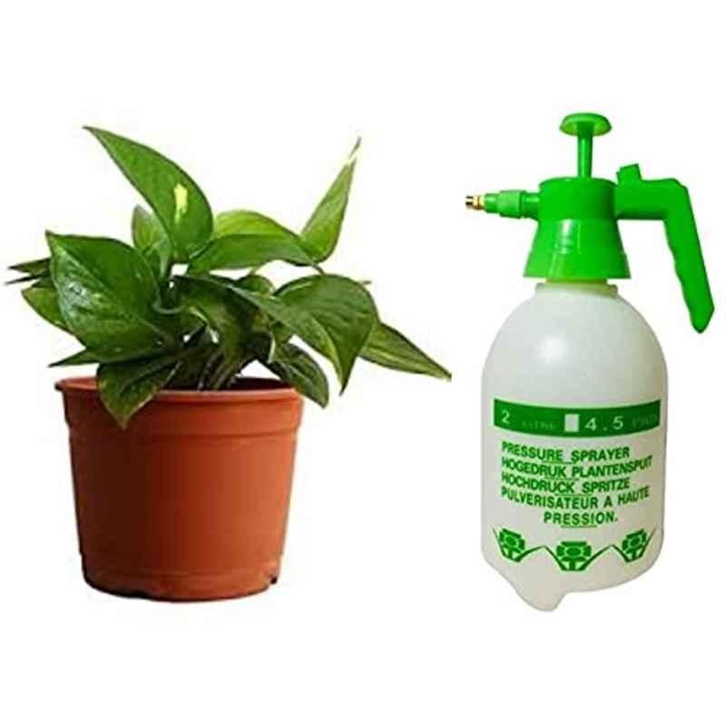 Abbasali 2L Pressure Sprayer & Money Plant with Pac Pot